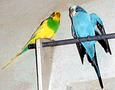 Scene 6