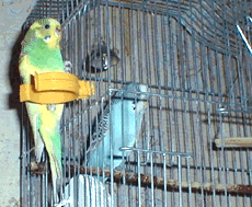 Scene 7